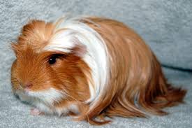 Guinea Pig